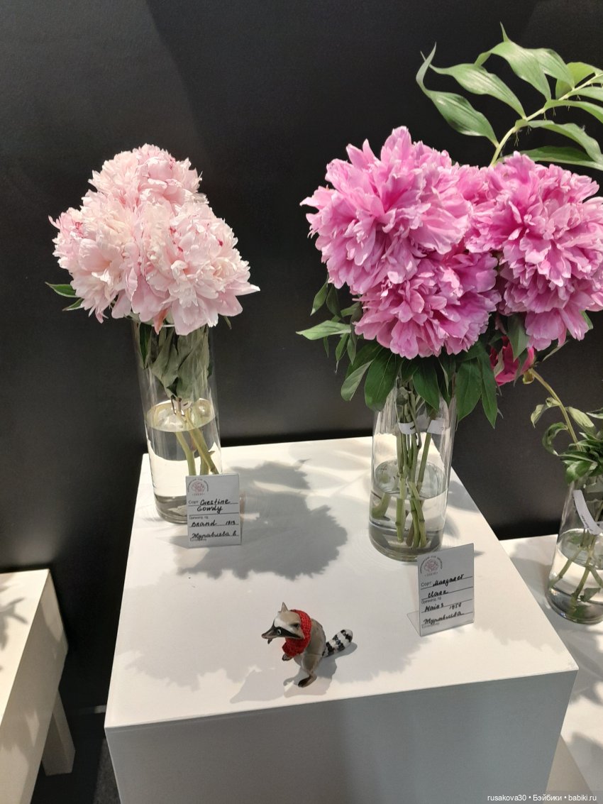 Прогулки с Руби и Енотиком