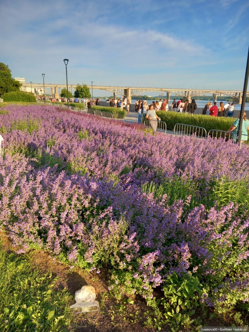 Кофейные котики на день города