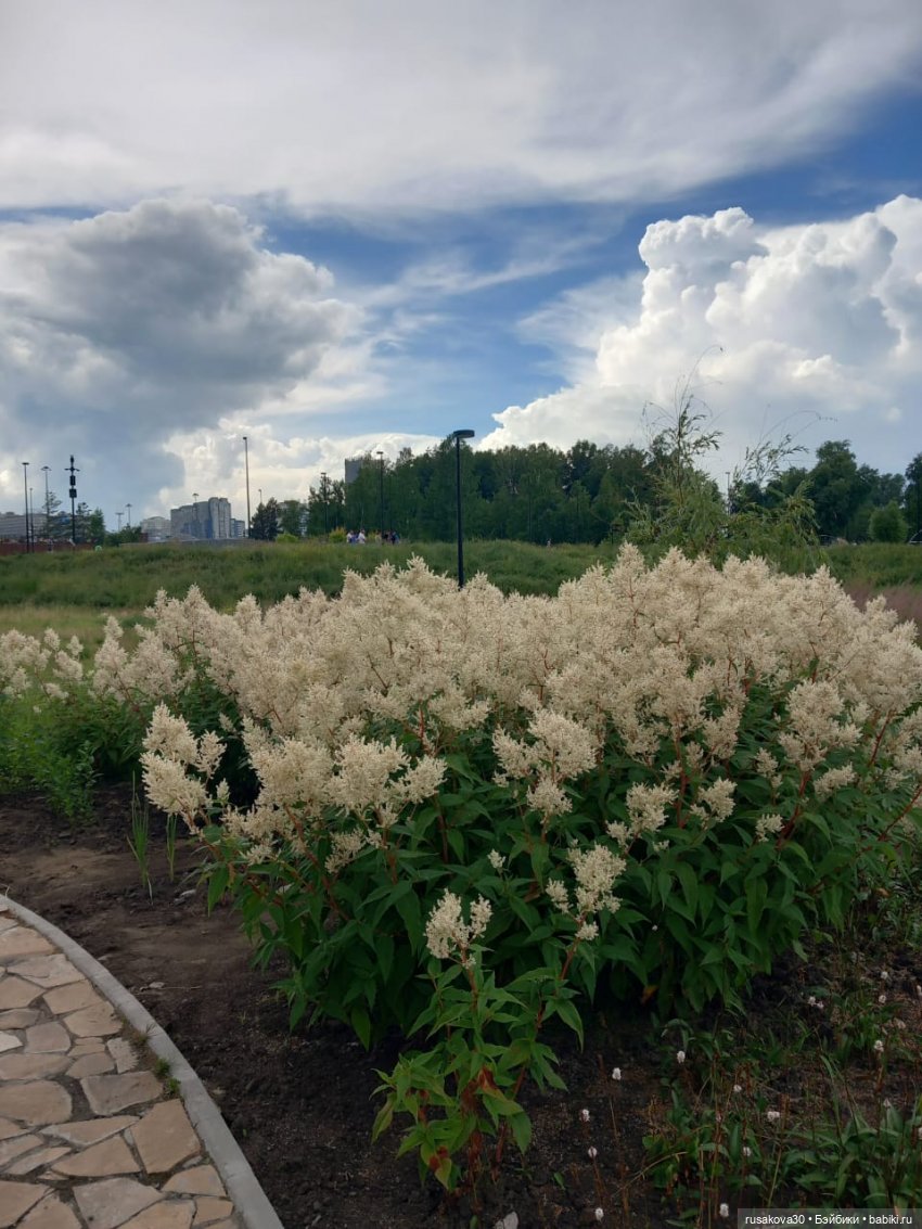 Кофейные котики на день города (фото 6)