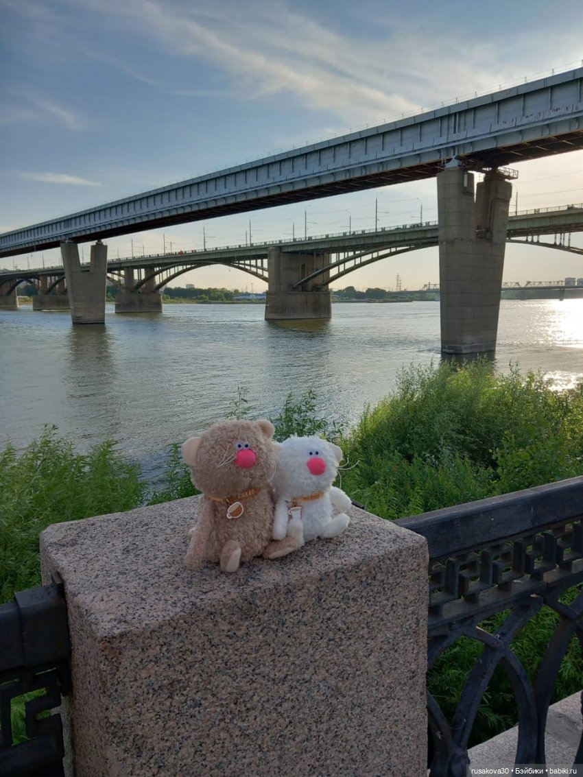 Кофейные котики на день города