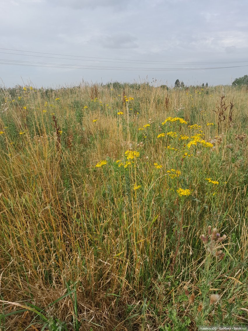 Полная корзина Басиков — Кот Басик