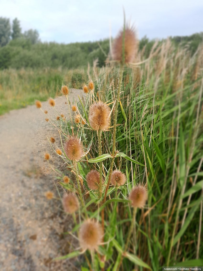 Полная корзина Басиков — Кот Басик