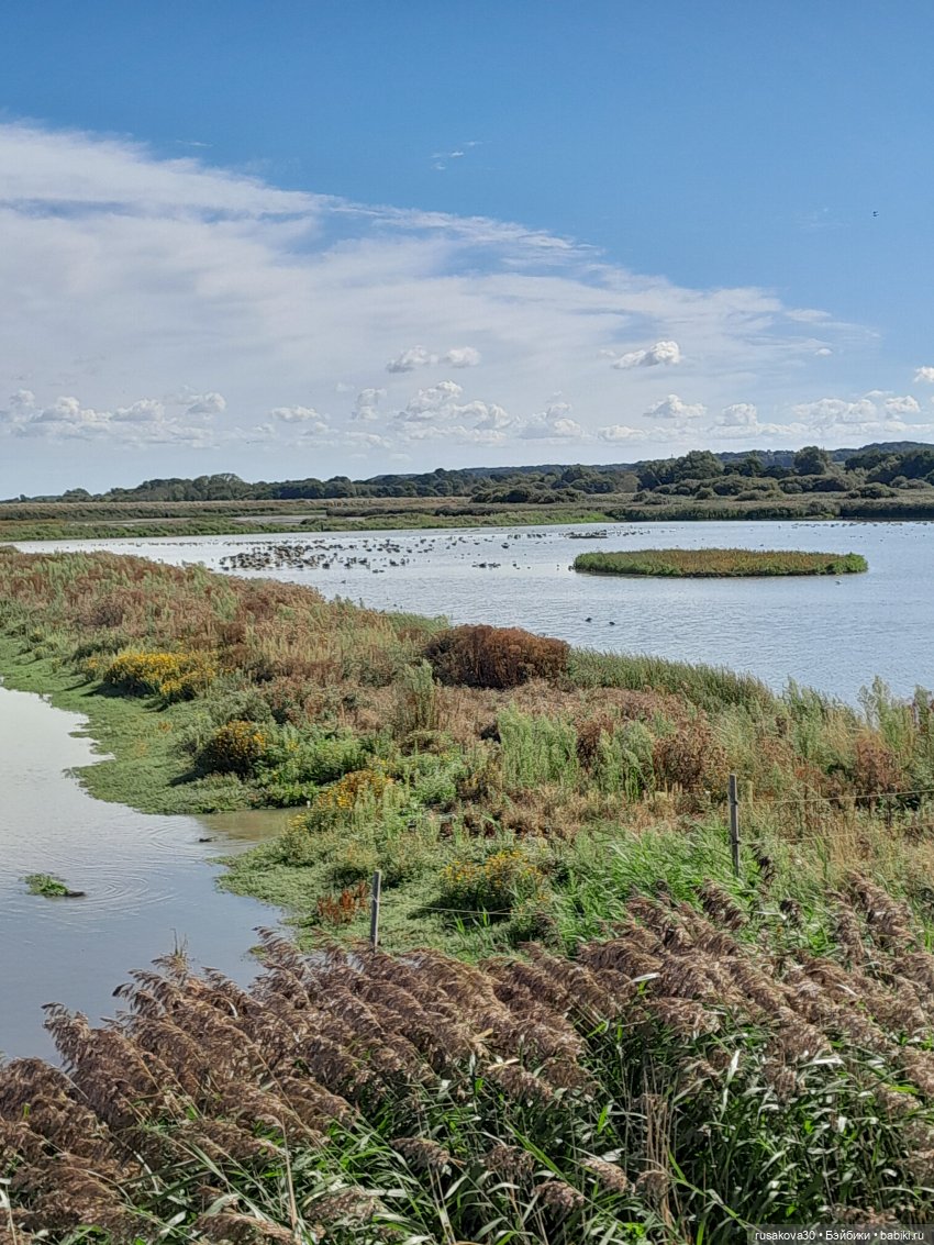 Людвиг ,Нильс и Ждунчик в птичьем заповеднике