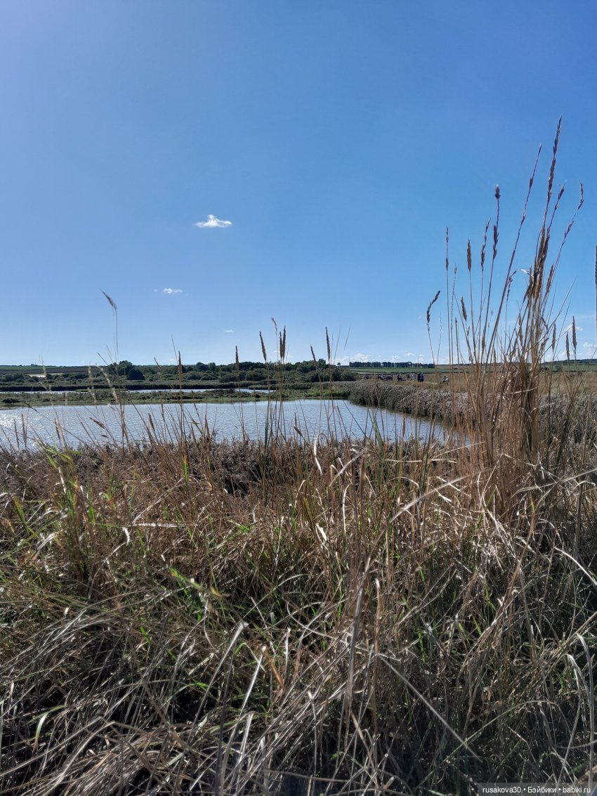 Людвиг ,Нильс и Ждунчик в птичьем заповеднике