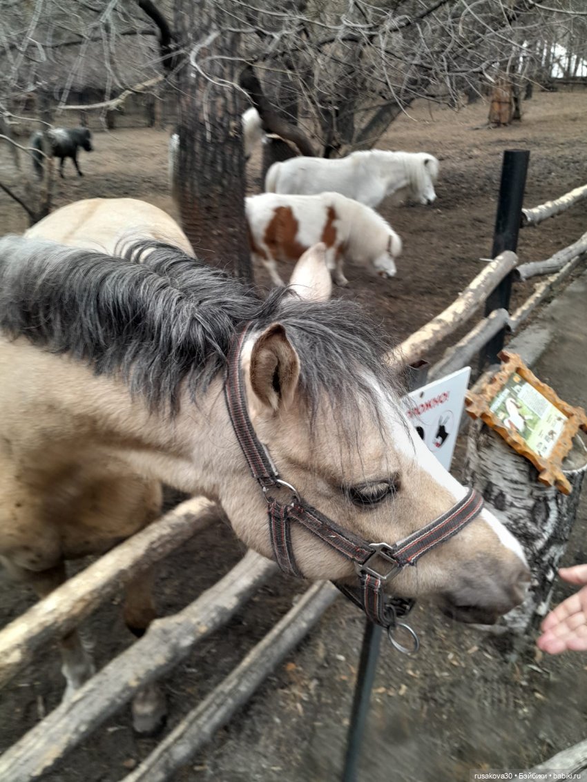 Новосибирскому зоопарку исполнилось 78 лет
