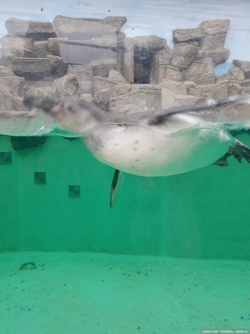 Новосибирскому зоопарку исполнилось 78 лет