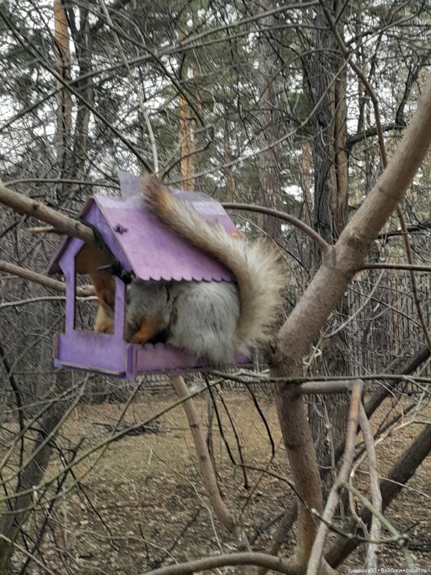 Новосибирскому зоопарку исполнилось 78 лет