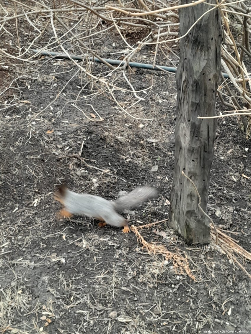 Новосибирскому зоопарку исполнилось 78 лет