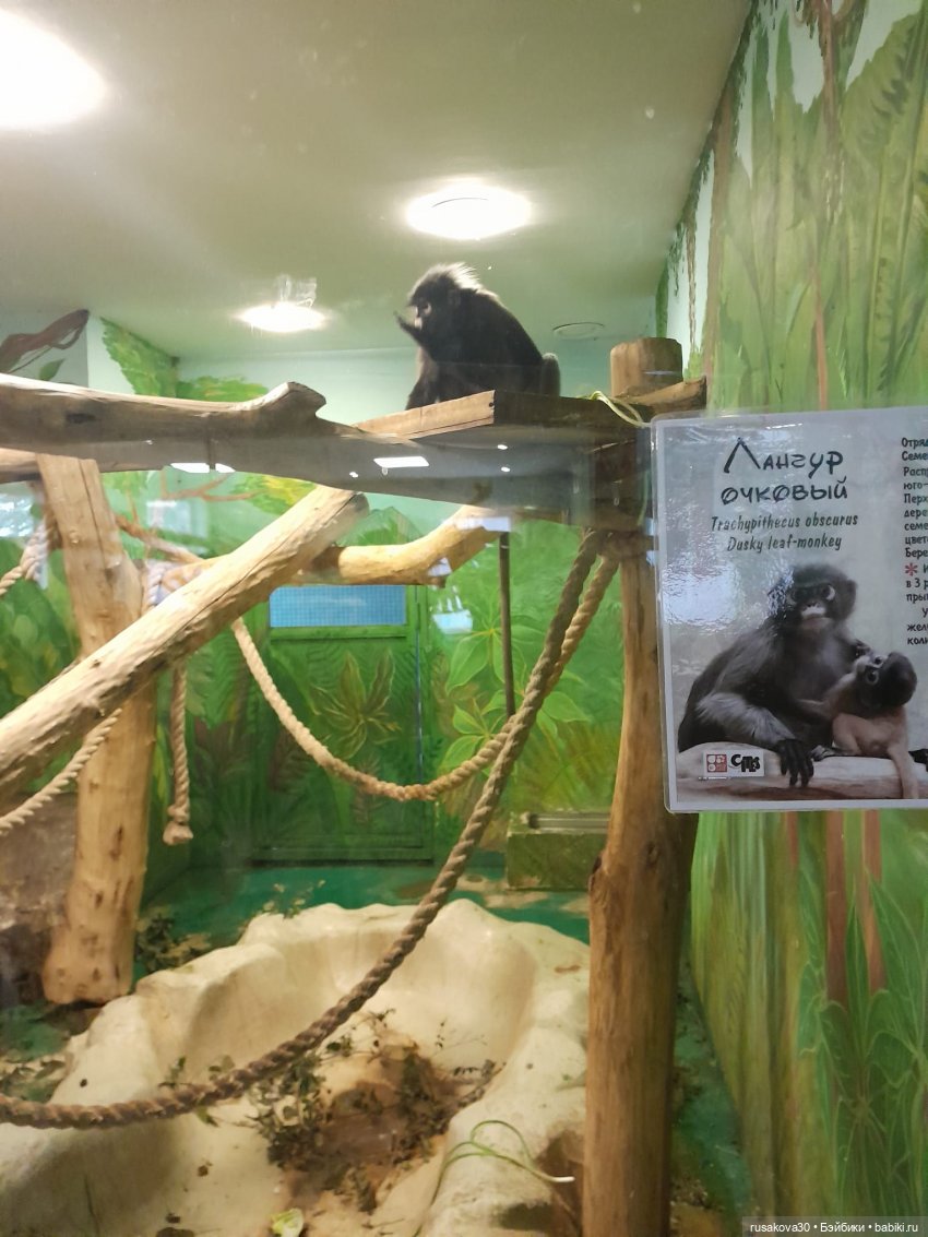 Новосибирскому зоопарку исполнилось 78 лет