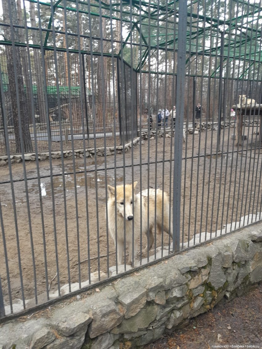 Новосибирскому зоопарку исполнилось 78 лет