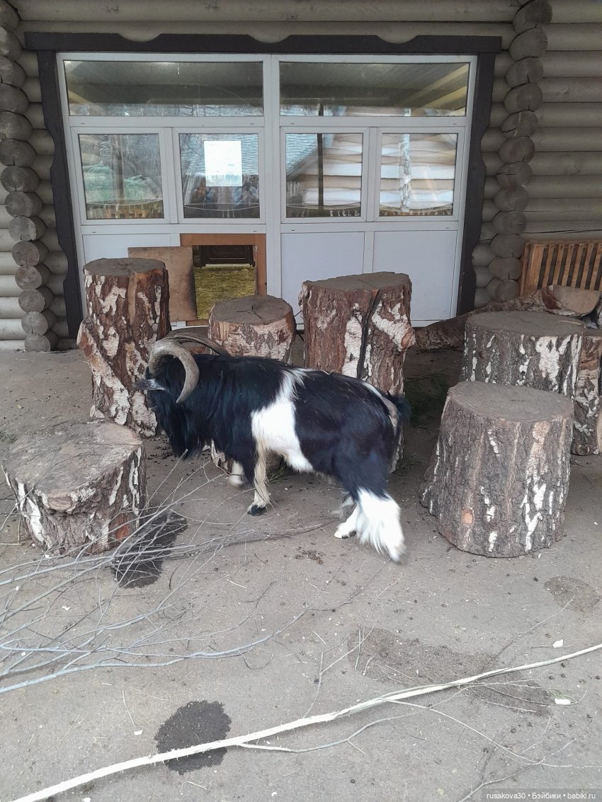 Новосибирскому зоопарку исполнилось 78 лет