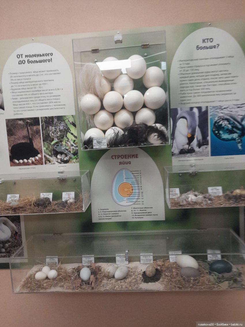 Новосибирскому зоопарку исполнилось 78 лет