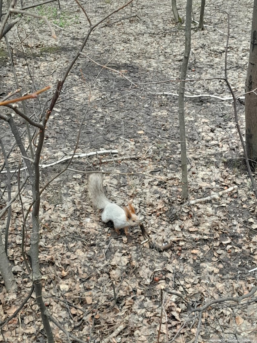 Новосибирскому зоопарку исполнилось 78 лет