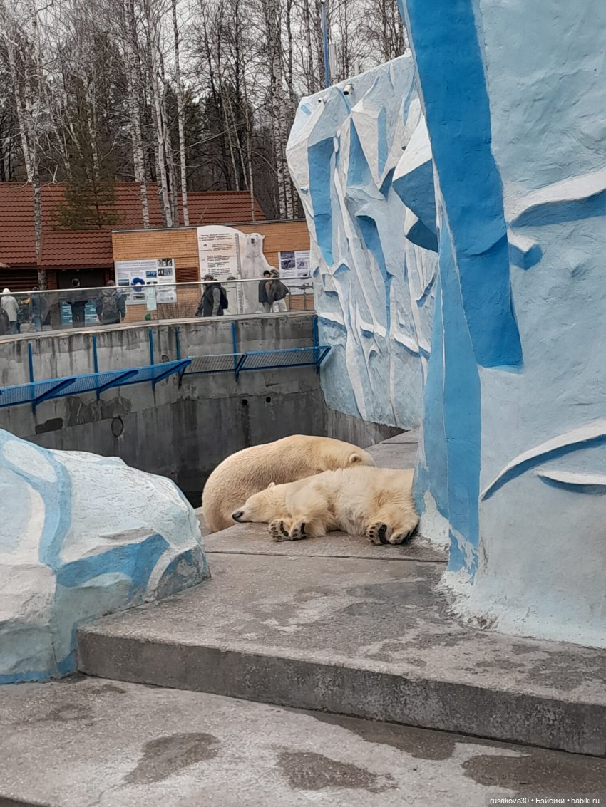 Новосибирскому зоопарку исполнилось 78 лет