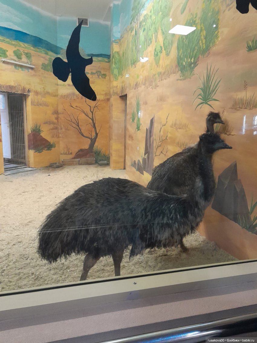 Новосибирскому зоопарку исполнилось 78 лет