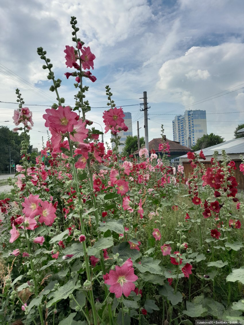 Наукоград Кольцово — современный посёлок для учёных (фото 3)