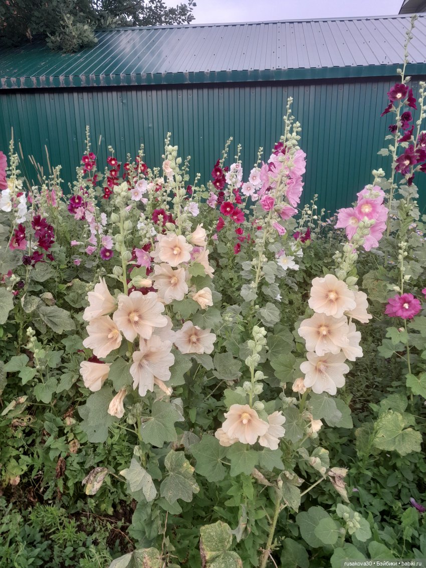 Наукоград Кольцово — современный посёлок для учёных (фото 2)