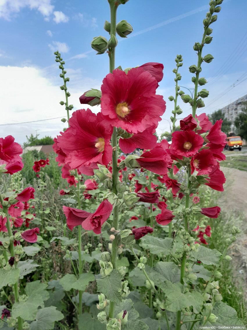 Наукоград Кольцово — современный посёлок для учёных (фото 4)