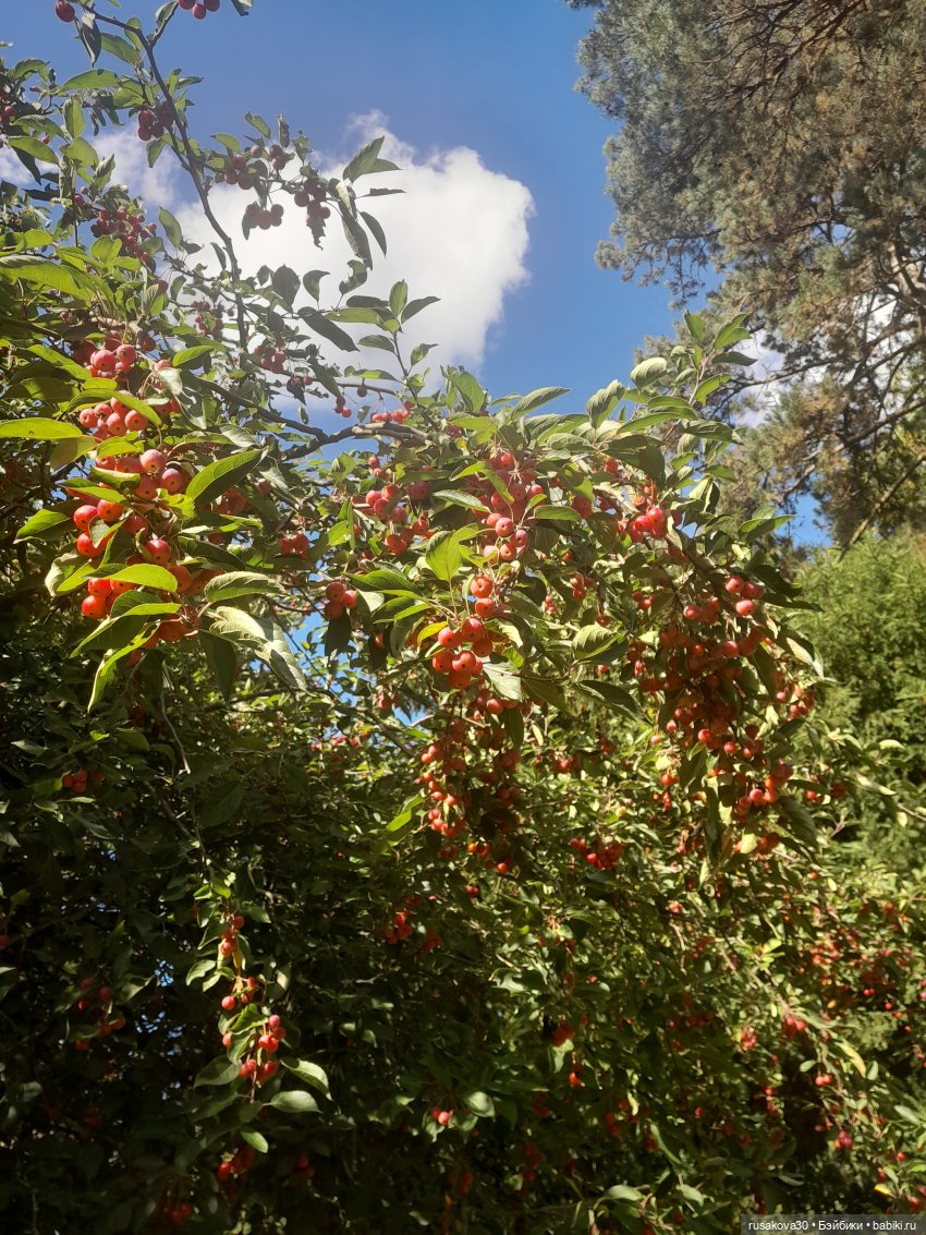 Прогулка по Сандрингему (продолжение)