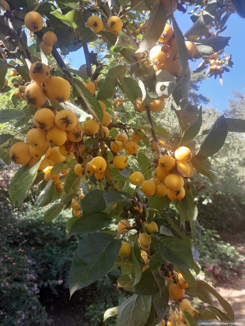 Прогулка по Сандрингему (продолжение)