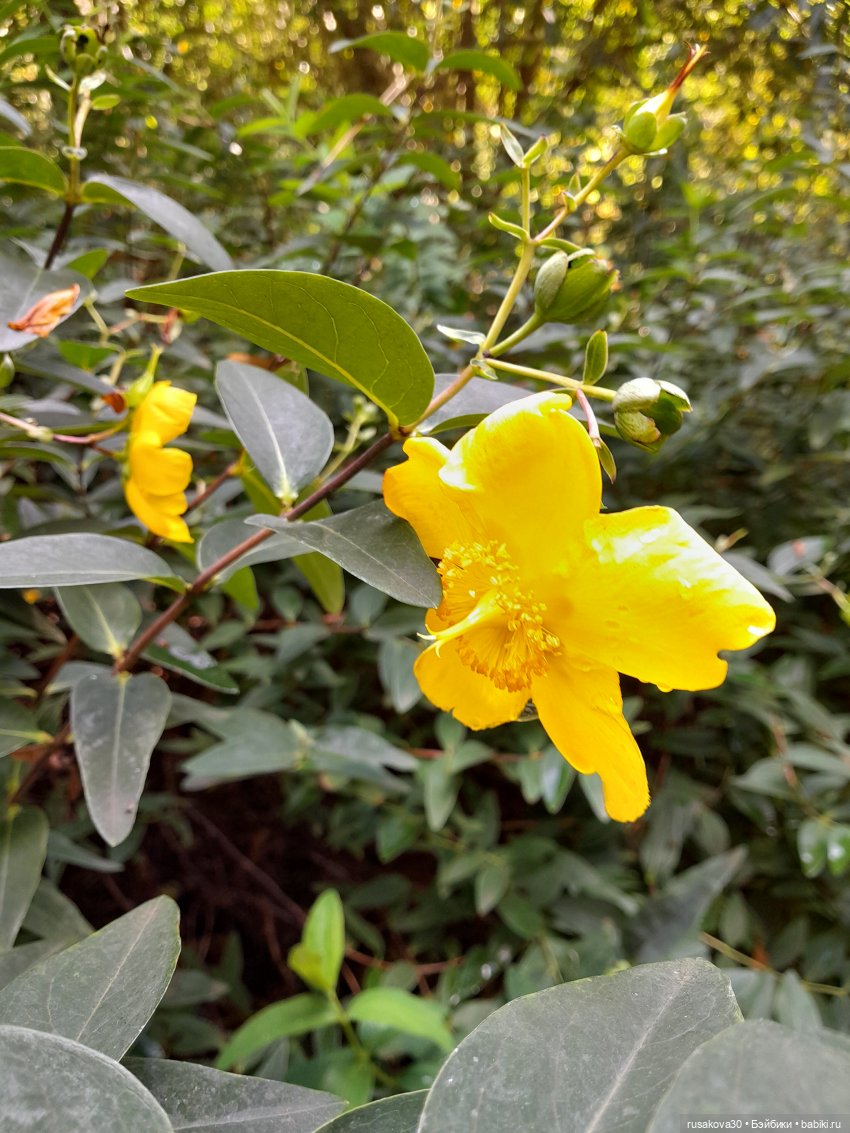 Прогулка по Сандрингему (продолжение)