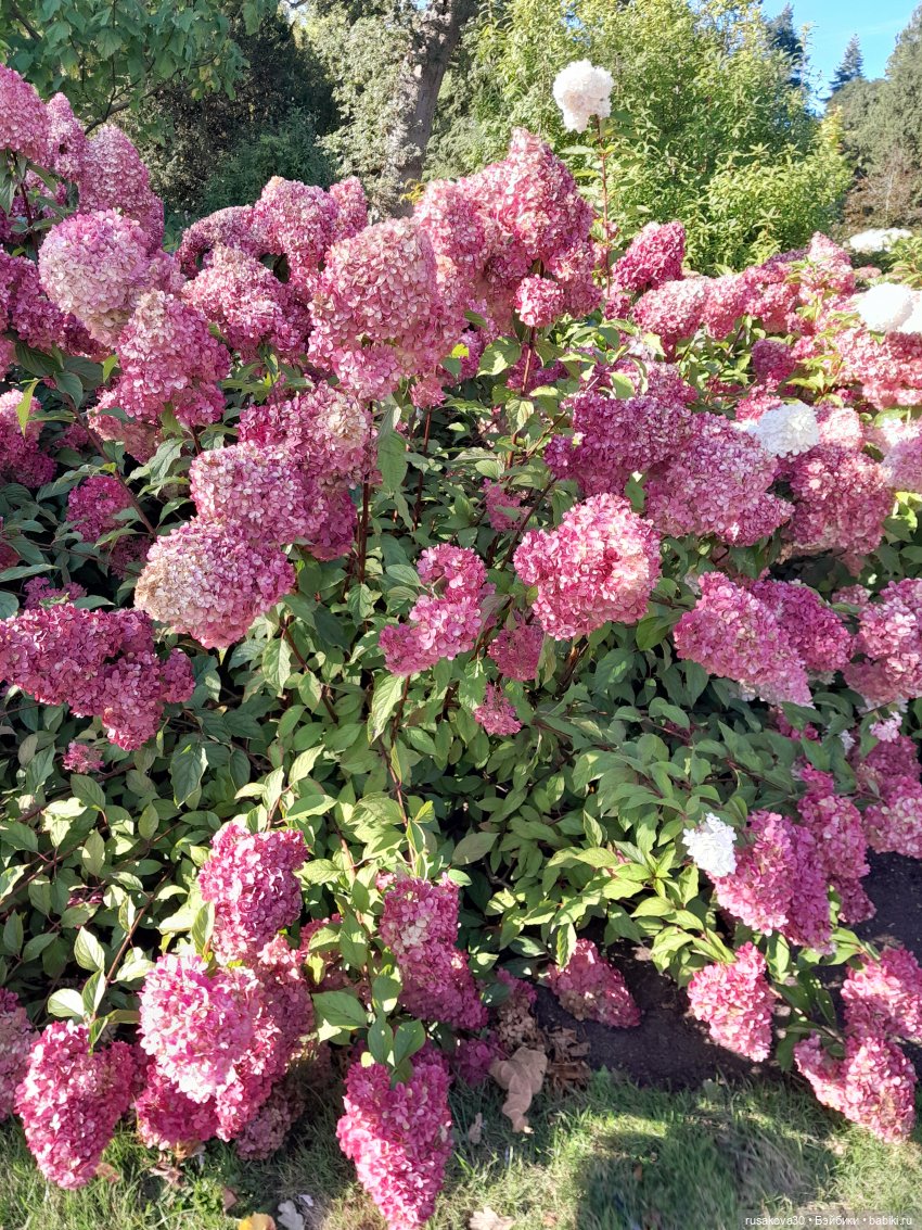 Прогулка по Сандрингему (продолжение)