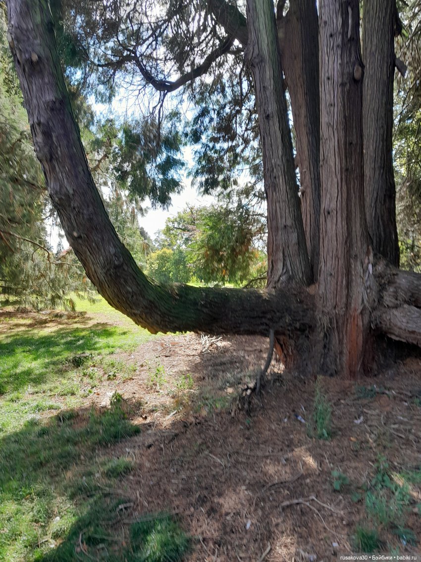 Прогулка по Сандрингему (продолжение)