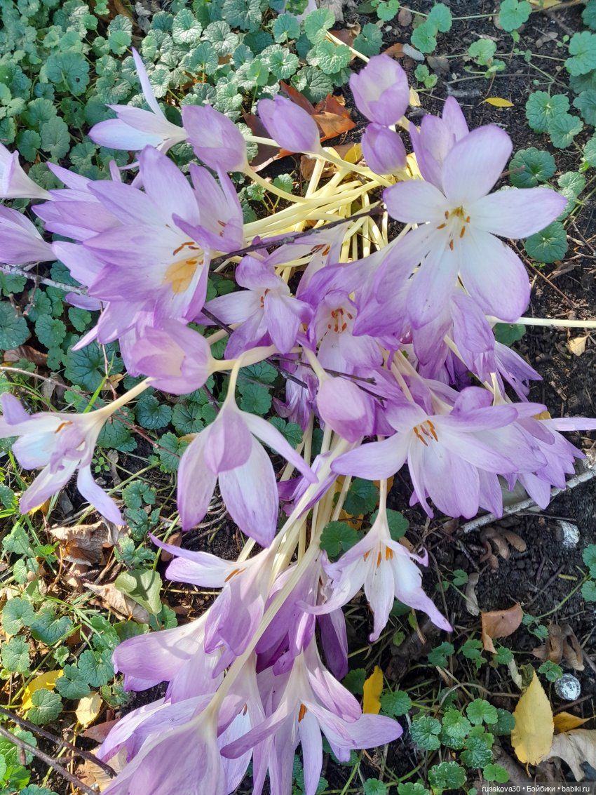 Прогулка по Сандрингему (продолжение)