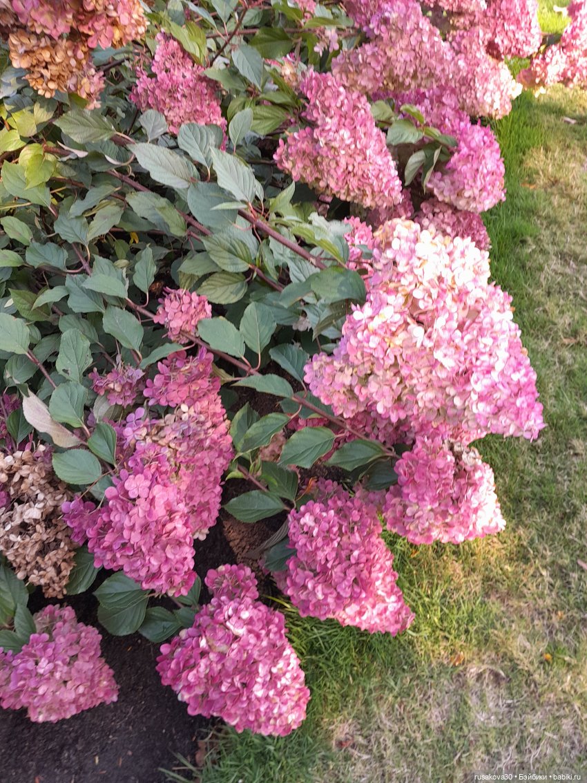 Прогулка по Сандрингему (продолжение)