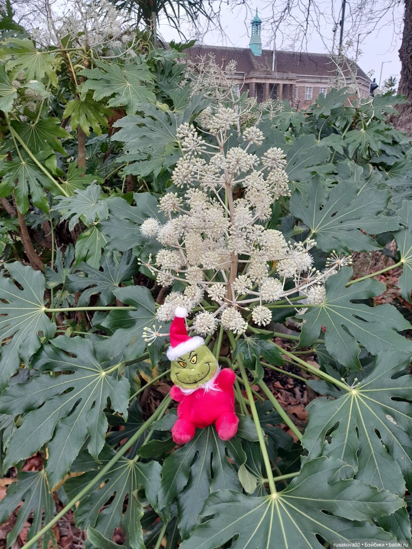 Прогулки Бруммеля и Гринча