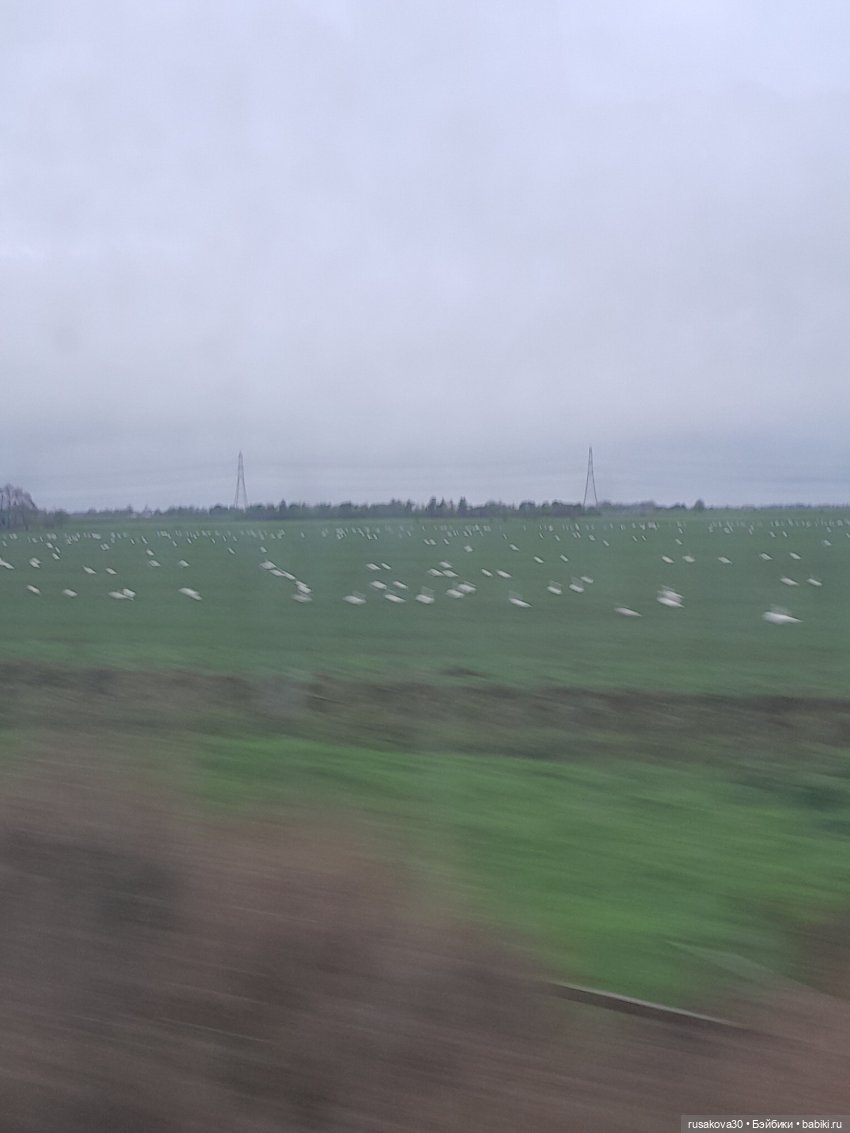 Рождественская елка и гномики