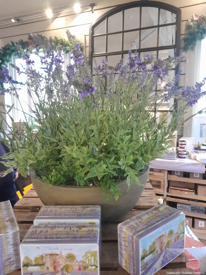 Праздники Людвига и Нильса