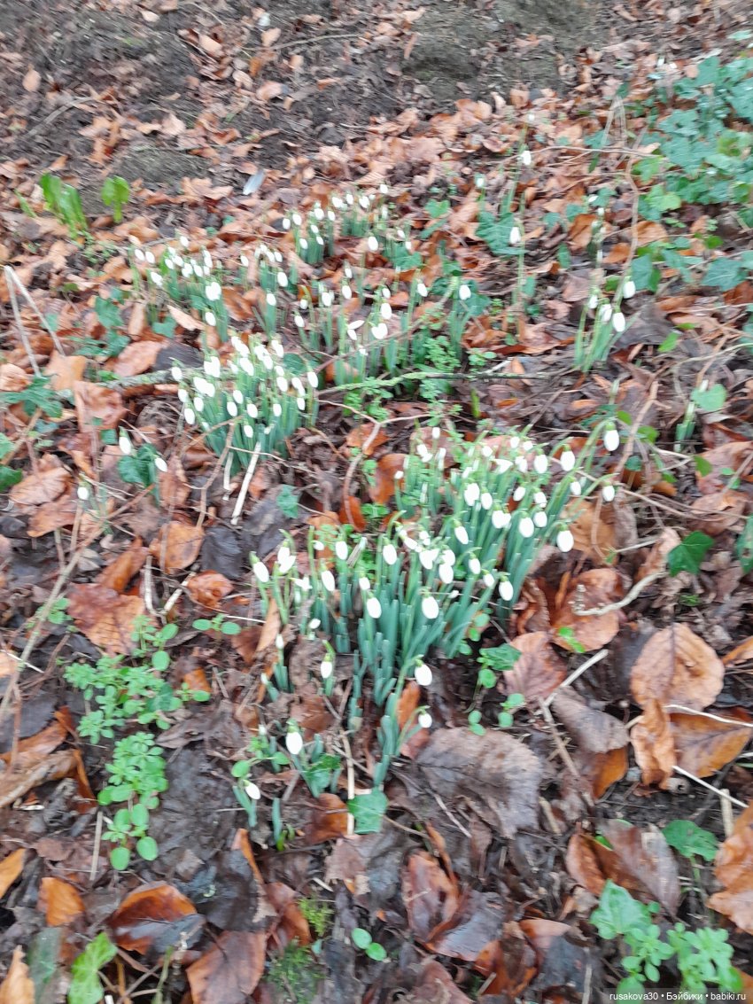 Поместье музей - Оксбру-холл ( Oxburgh Hall) (фото 7)