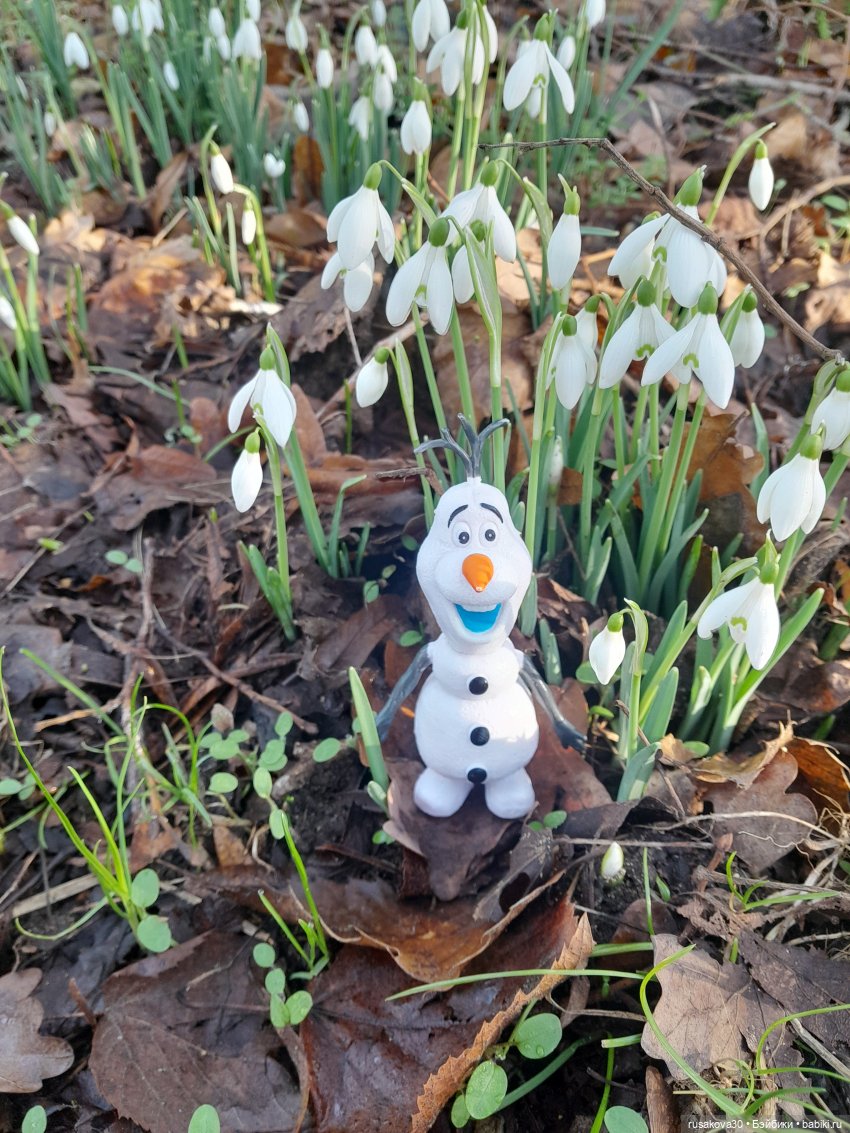 А у нас уже подснежники цветут (фото 9)