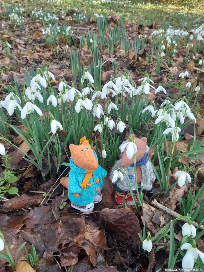 А у нас уже подснежники цветут (фото 4)