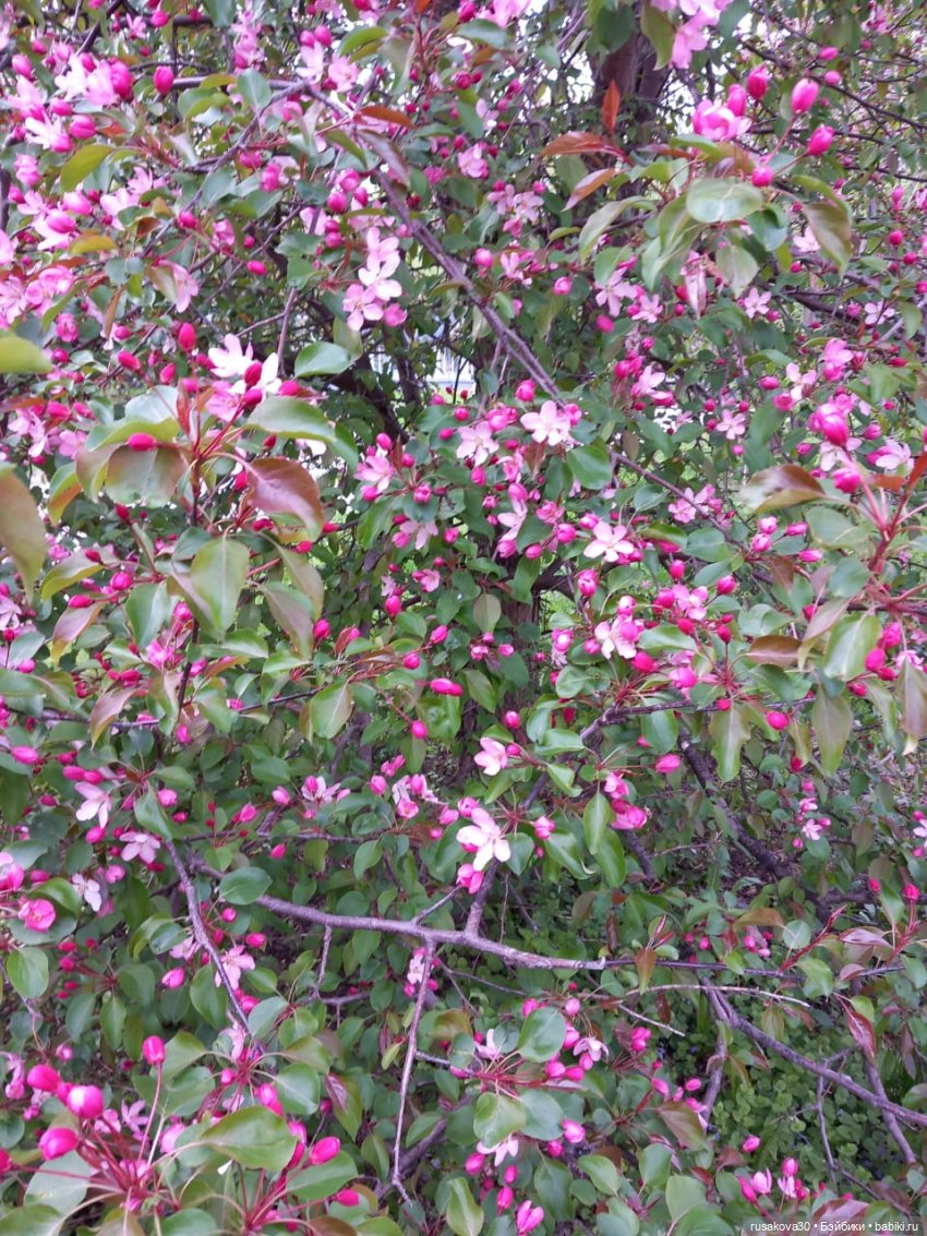 Руби и Енотик гуляют — Экшн