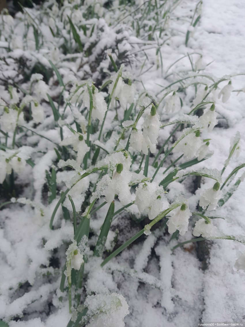 День святого Валентина с Роми и Люком