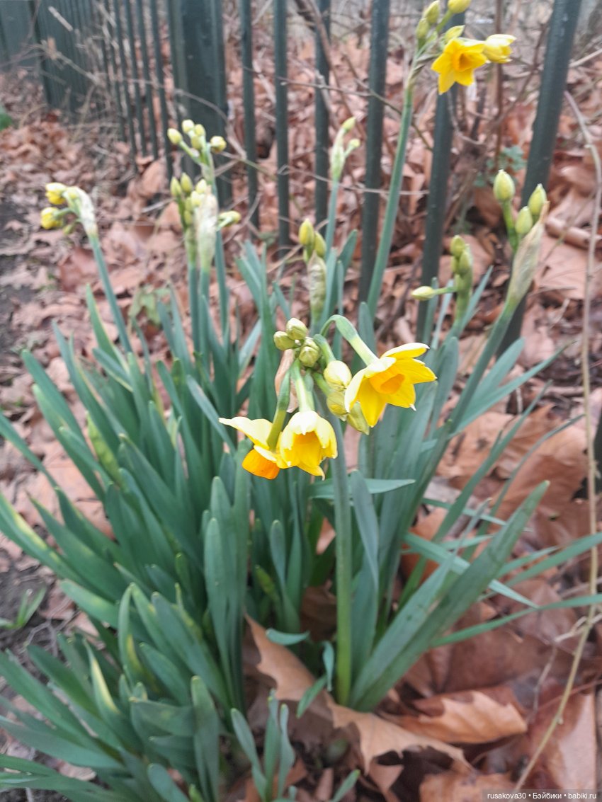 Прогулки со Снежкой — Куклы Disney Animators и Принцессы Диснея: Disney Store