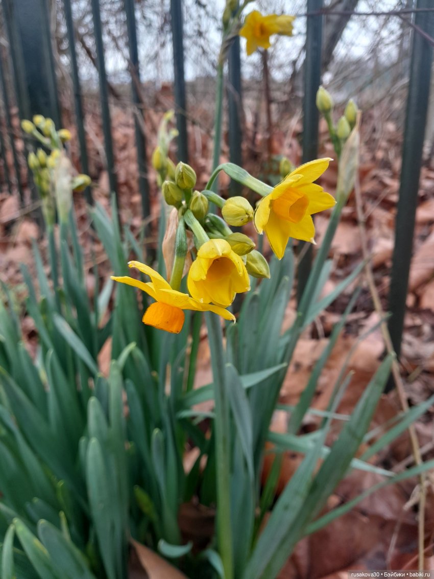 Прогулки со Снежкой — Куклы Disney Animators и Принцессы Диснея: Disney Store