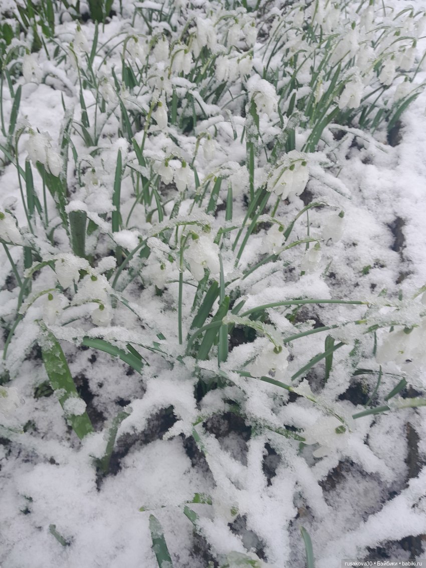 Прогулки со Снежкой — Куклы Disney Animators и Принцессы Диснея: Disney Store (фото 2)