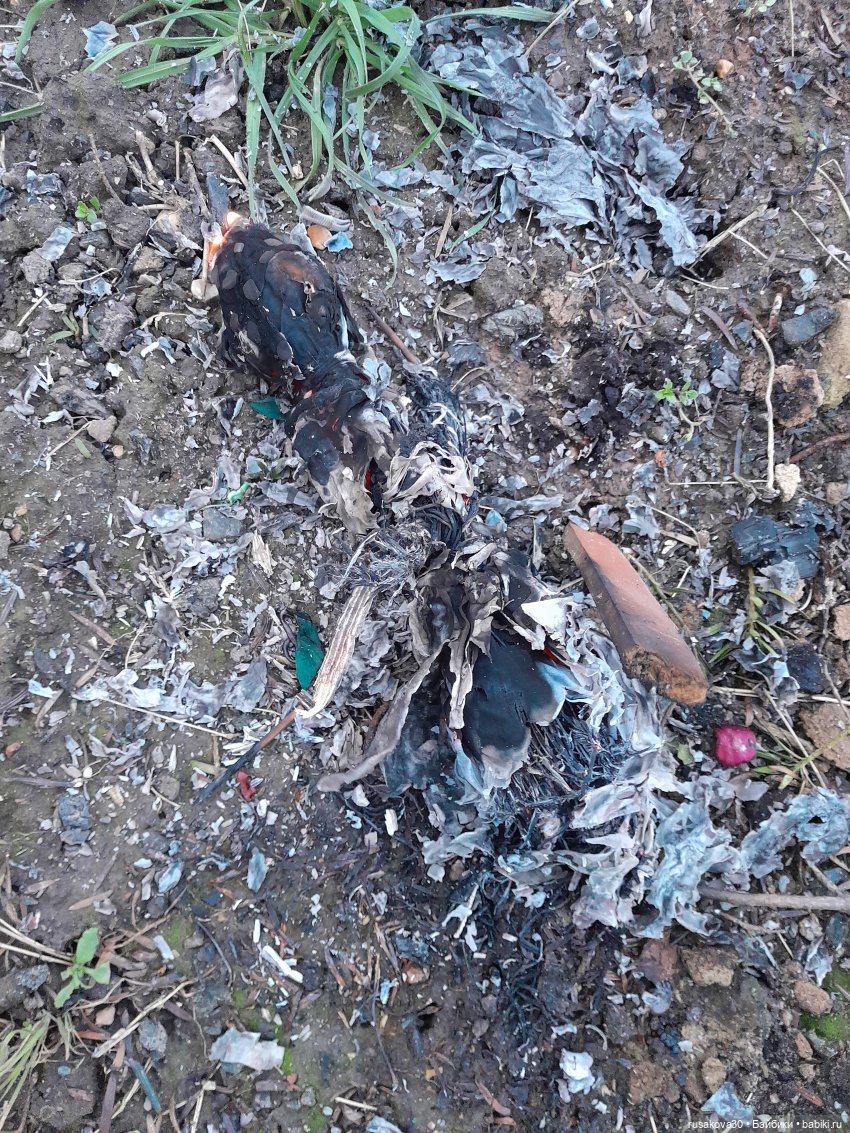 Как Бруммель Масленицу провожал