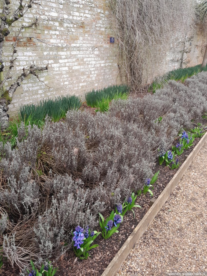 Алиса и лисята гуляют по садам Фелбригг-Холла (фото 3)