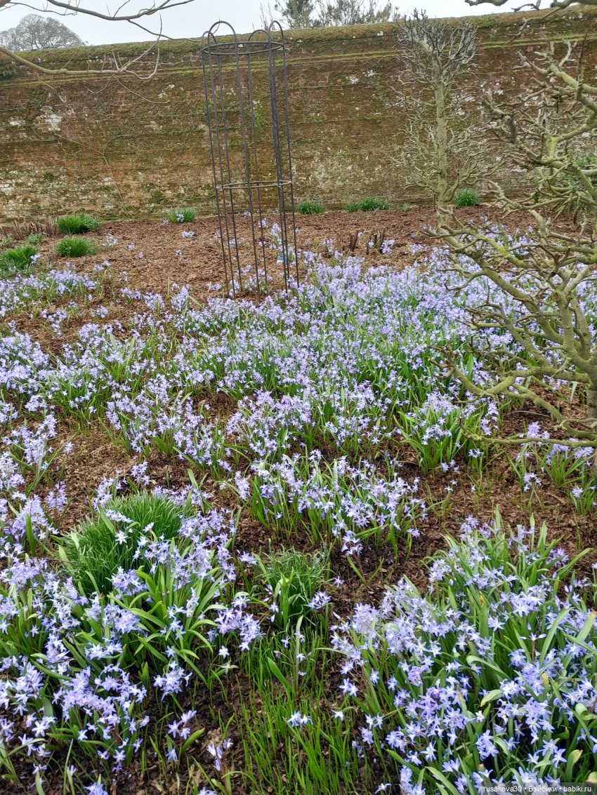 Алиса и лисята гуляют по садам Фелбригг-Холла (фото 7)
