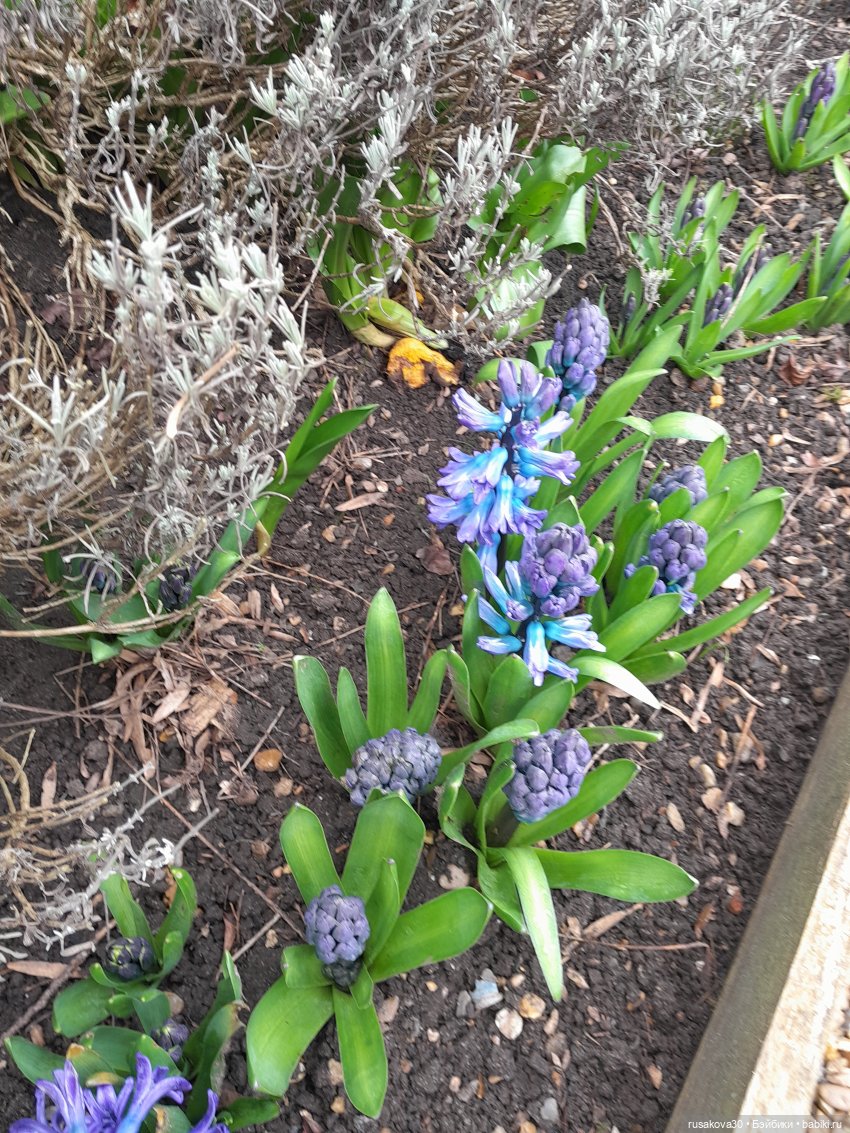 Алиса и лисята гуляют по садам Фелбригг-Холла (фото 4)