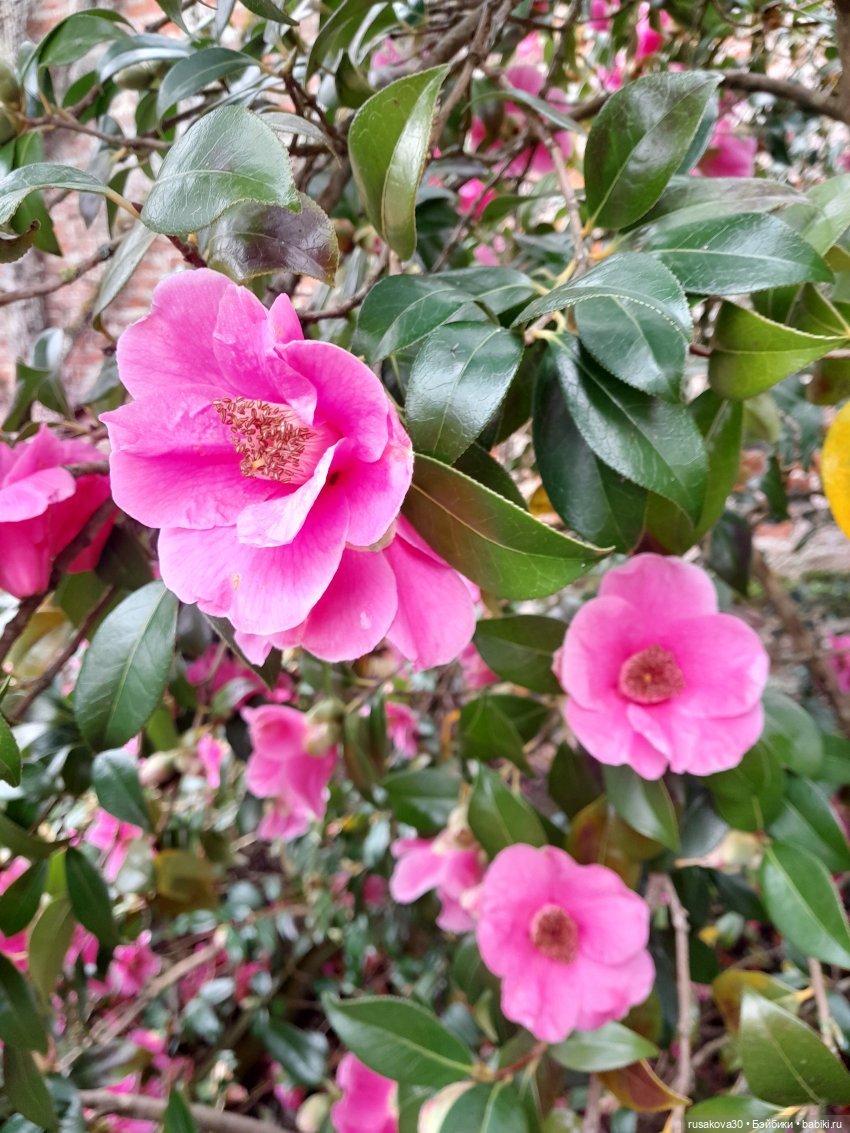 Алиса и лисята гуляют по садам Фелбригг-Холла