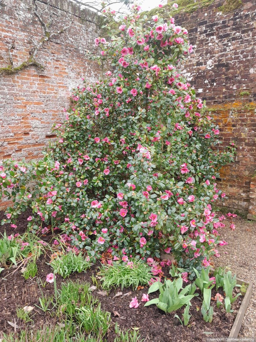 Алиса и лисята гуляют по садам Фелбригг-Холла