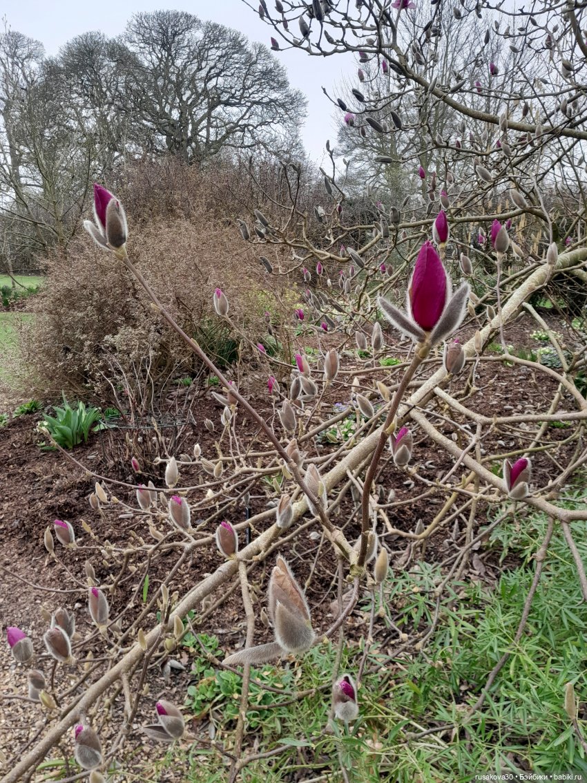 Алиса и лисята гуляют по садам Фелбригг-Холла