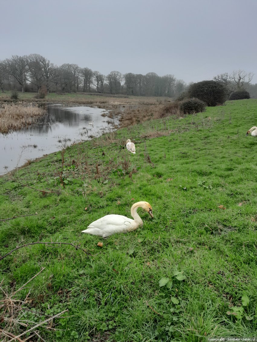 Алиса и лисята гуляют по садам Фелбригг-Холла