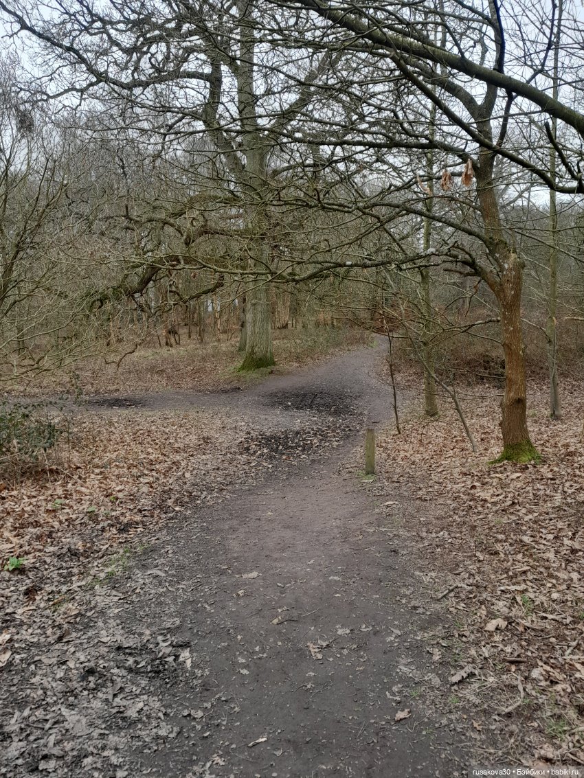 Алиса и лисята гуляют по садам Фелбригг-Холла