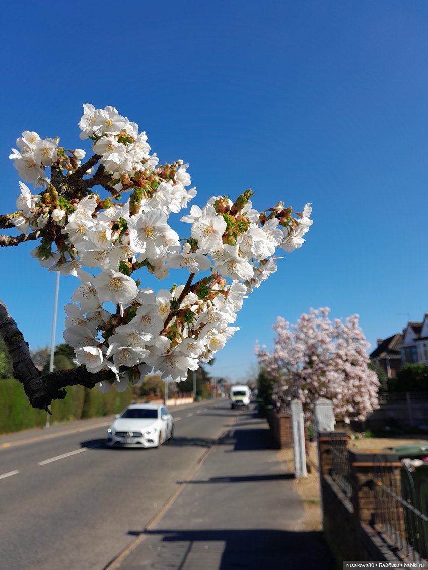 В краю магнолий плещет море